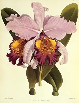 Orchids: Cattleya Hardyana