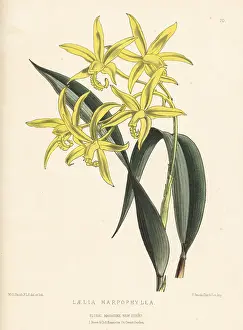 L. Reeve: Cattleya harpophylla orchid