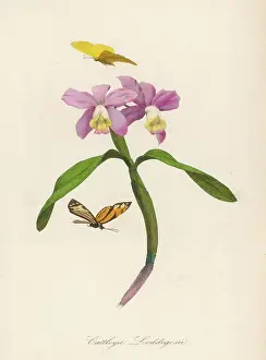 Cattleya: CATTLEYA LODDIGESII