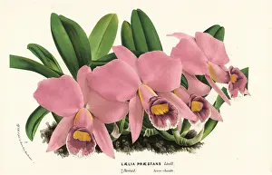 Cattleya: Cattleya praestans orchid
