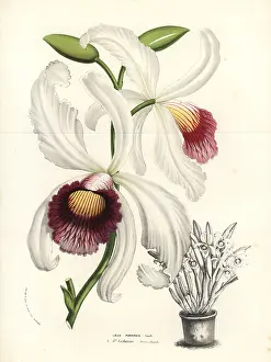 Serres: Cattleya purpurata orchid