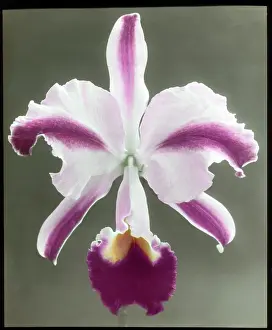 Delicate: Cattleya Trianae Mrs Phillips