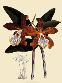 Orchids: Cattleya Velutina