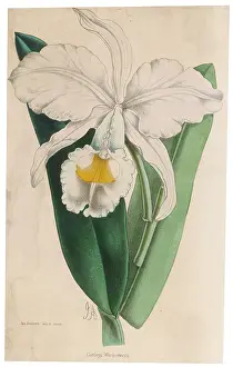 Cattleya: CATTLEYA WARSCEWICZU