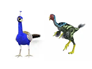 Peacock: A Caudipteryx compared to a modern adult peacock