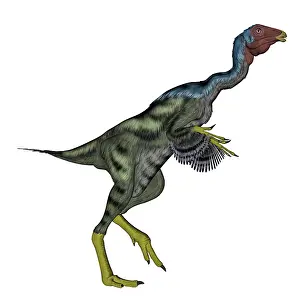 Oviraptorid: Caudipteryx dinosaur