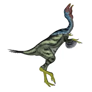 Oviraptorid: Caudipteryx dinosaur with head up