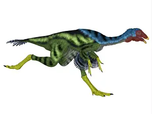 Flightless: Caudipteryx dinosaur running