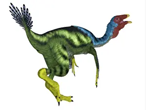 Flightless: Caudipteryx dinosaur, white background