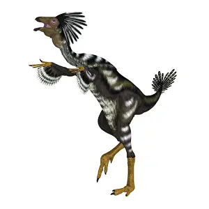 Flightless: Caudipteryx feathered dinosaur, side view on white