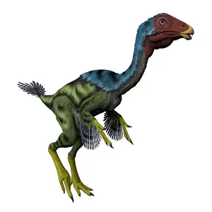 Oviraptorid: Caudipteryx flightless bird, white background