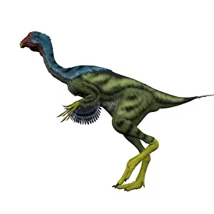 Oviraptorid: Caudipteryx flightless bird, white background