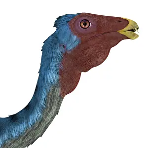 Multi Colored: Caudipteryx portrait