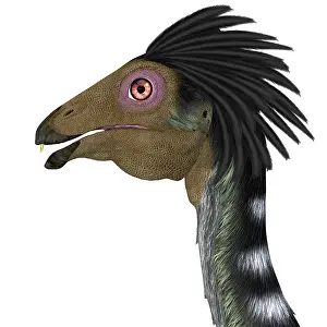 Maniraptora: Caudipteryx portrait