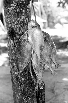 The Japics Historic Image Collection: Caught fish hanging on a tree, La Digue, Seychelles
