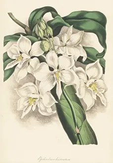 Suriname: Caularthron bicornutum orchid