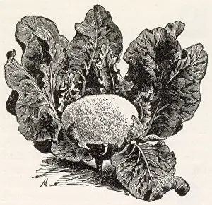 Oct24: Cauliflower