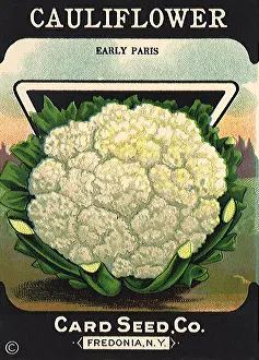 Cauliflower: Cauliflower Seed Packet