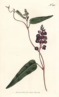 Glycine: Caulinia bimaculata
