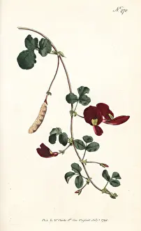 Coccinea: Caulinia coccinea