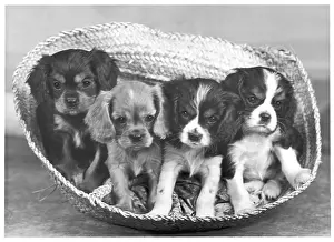 Cavalier: CAVALIER KING CHARLES