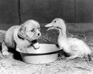 Ducks: Cavalier King Charles Spaniel Pup and duckling