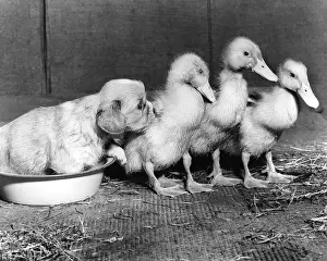 Ducks: Cavalier King Charles Spaniel Pup and Ducklings