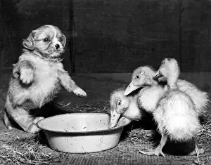 Spaniels: Cavalier King Charles Spaniel pup and ducklings