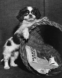 Wastepaper: Cavalier King Charles spaniel with wastepaper basket