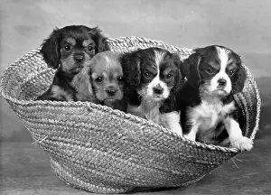 Thomas Fall: CAVALIER KING CHARLES(4)