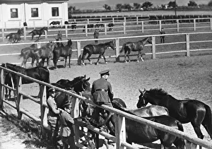 Paddock: Cavalry horses of the Wehrmacht, 1936