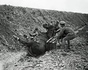 Packhorse: Cavalry pack horse takes a fall, Western Front, WW1