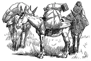 Outbreaks: US Cavalry Pack Mules; Arizona, 1887