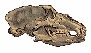 Paleontological: Cave Bear Skull, Illustration
