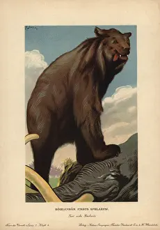 Tiere: Cave bear, Ursus spelaeus, extinct species