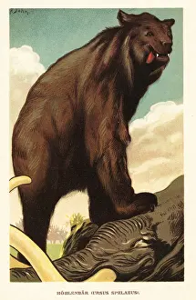 F. John: Cave bear, Ursus spelaeus, standing on a mammoth
