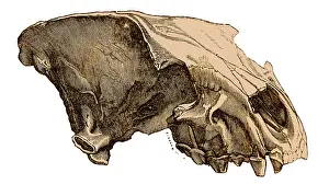 Paleontological: Cave Hyena Skull, Illustration
