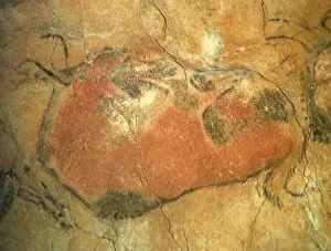Belly: Cave Painting of Bull