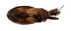 Triatominae: Cavernicola pilosa, triatomine bug