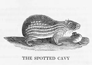 Cavy: CAVY (BEWICK)