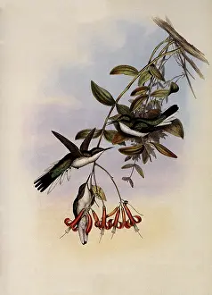 Auritus: Cayenne Fairy, Heliothrix Auritus