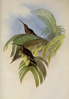 Phaethornis: Cayenne Hermit, PhaEothornis Superciliosus