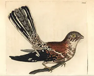 Cayenne: Cayenne nightjar, Caprimulgus maculosus