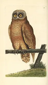 Cayenne: Cayenne owl, Strix cayana