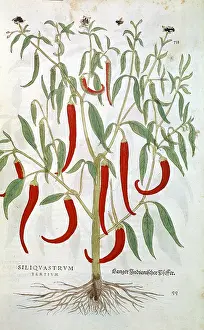Spice: Cayenne Pepper plant (Capsicum) native to tropical