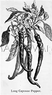 Cayenne: CAYENNE PEPPERS 19C