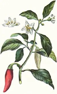 Spice: Cayenne Plant