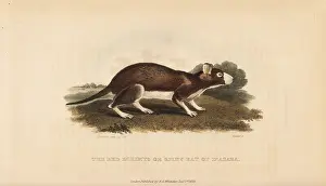 Cayenne: Cayenne spiny rat, Proechimys guyannensis/