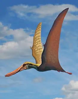 Wingspan: Cearadactylus atrox, a large pterosaur from the Cretaceous ?