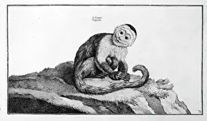 Capuchin: Cebus capucinus, white-faced capuchin